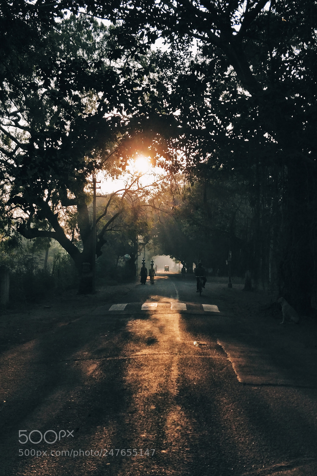 OnePlus 5 sample photo. Morning walks photography