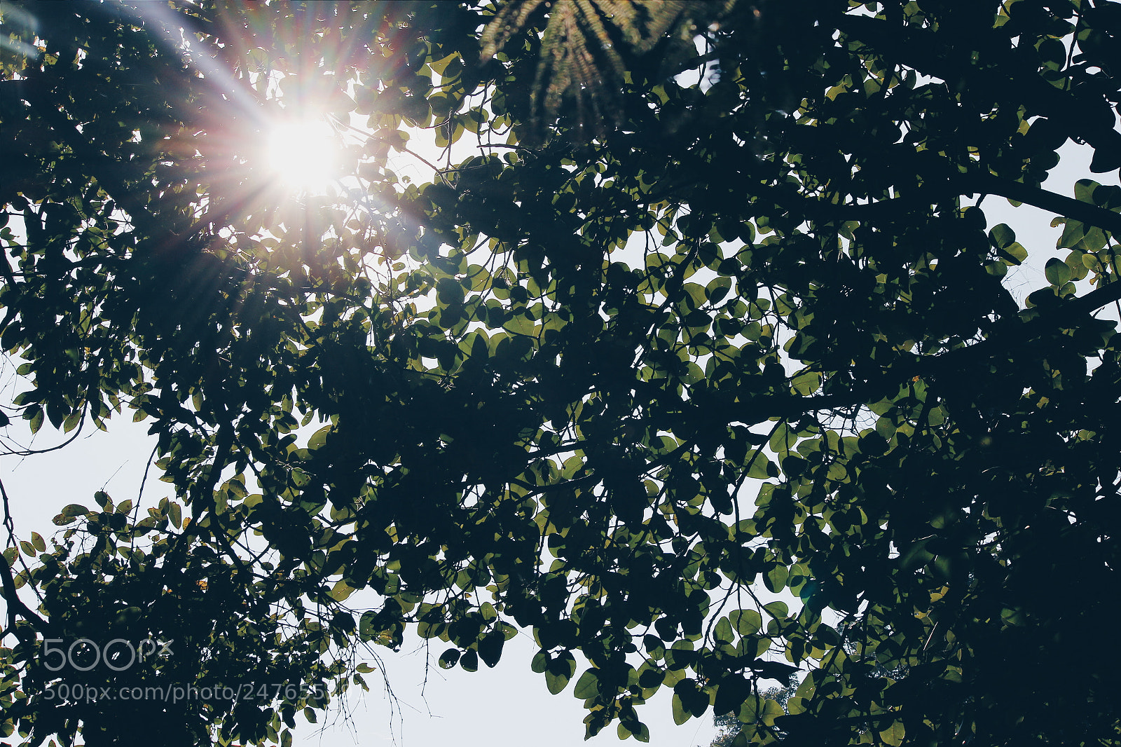 Canon EOS 600D (Rebel EOS T3i / EOS Kiss X5) sample photo. Sun & trees photography