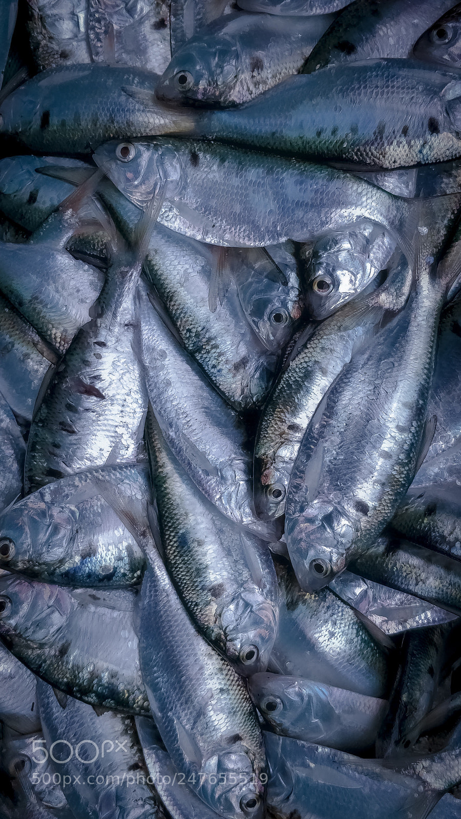 OnePlus 5 sample photo. Unknown fish photography