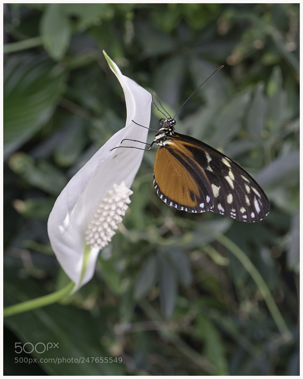 Sony a7R II sample photo. Monarch photography