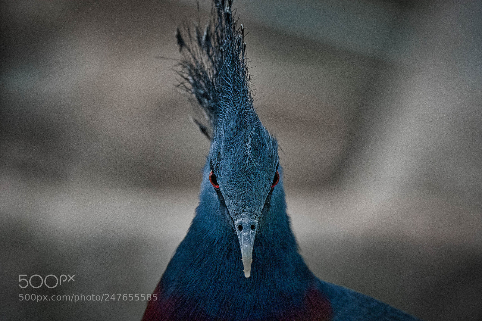 Nikon D7200 sample photo. Victorian crowned pigeon photography