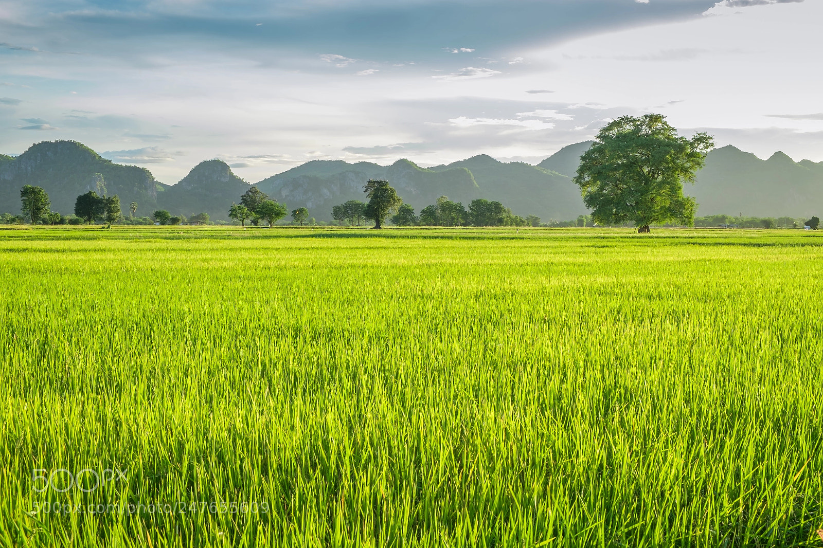 Fujifilm X-E1 sample photo. Rice fields of kanchanaburi photography