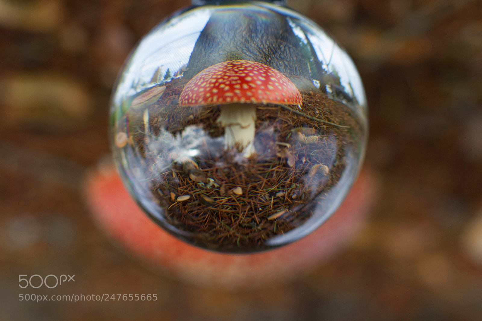 Canon EOS 1200D (EOS Rebel T5 / EOS Kiss X70 / EOS Hi) sample photo. Amanita muscaria a different photography