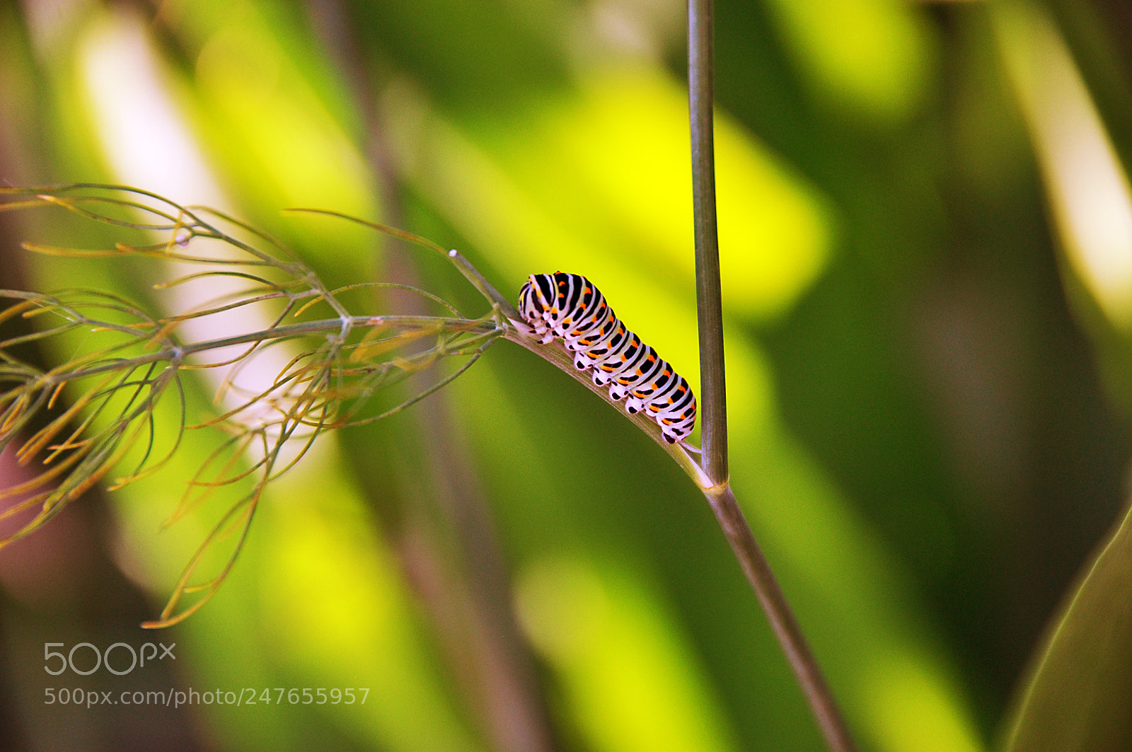 Nikon D90 sample photo. Worm photography