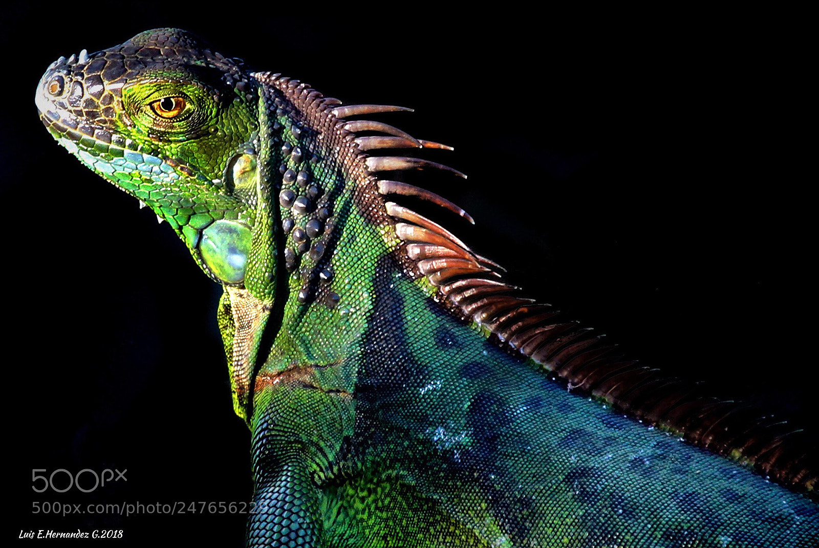 Apple iPhone 6s sample photo. Selfis de iguana photography