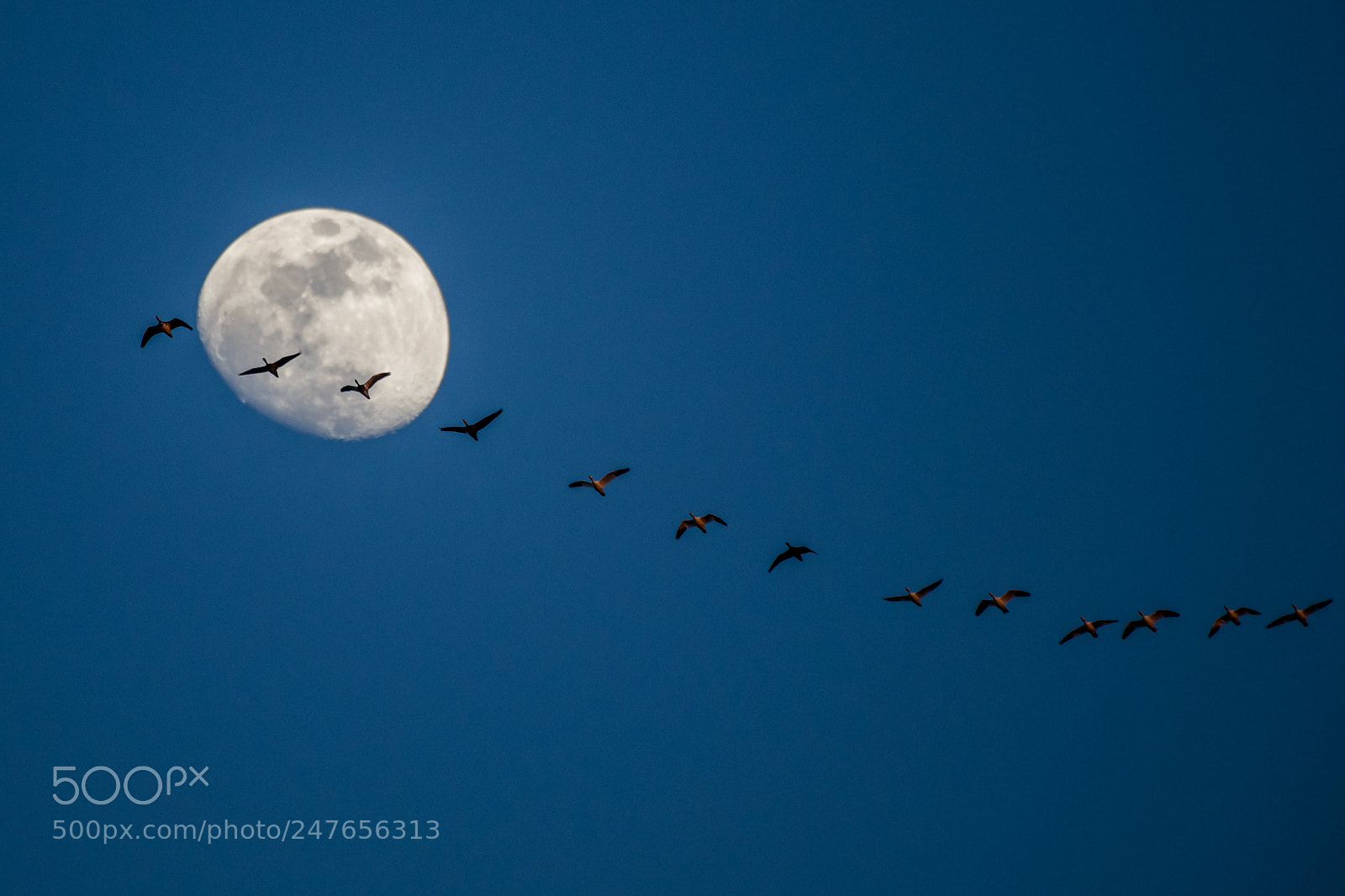 Nikon D850 sample photo. The moon is leashed photography