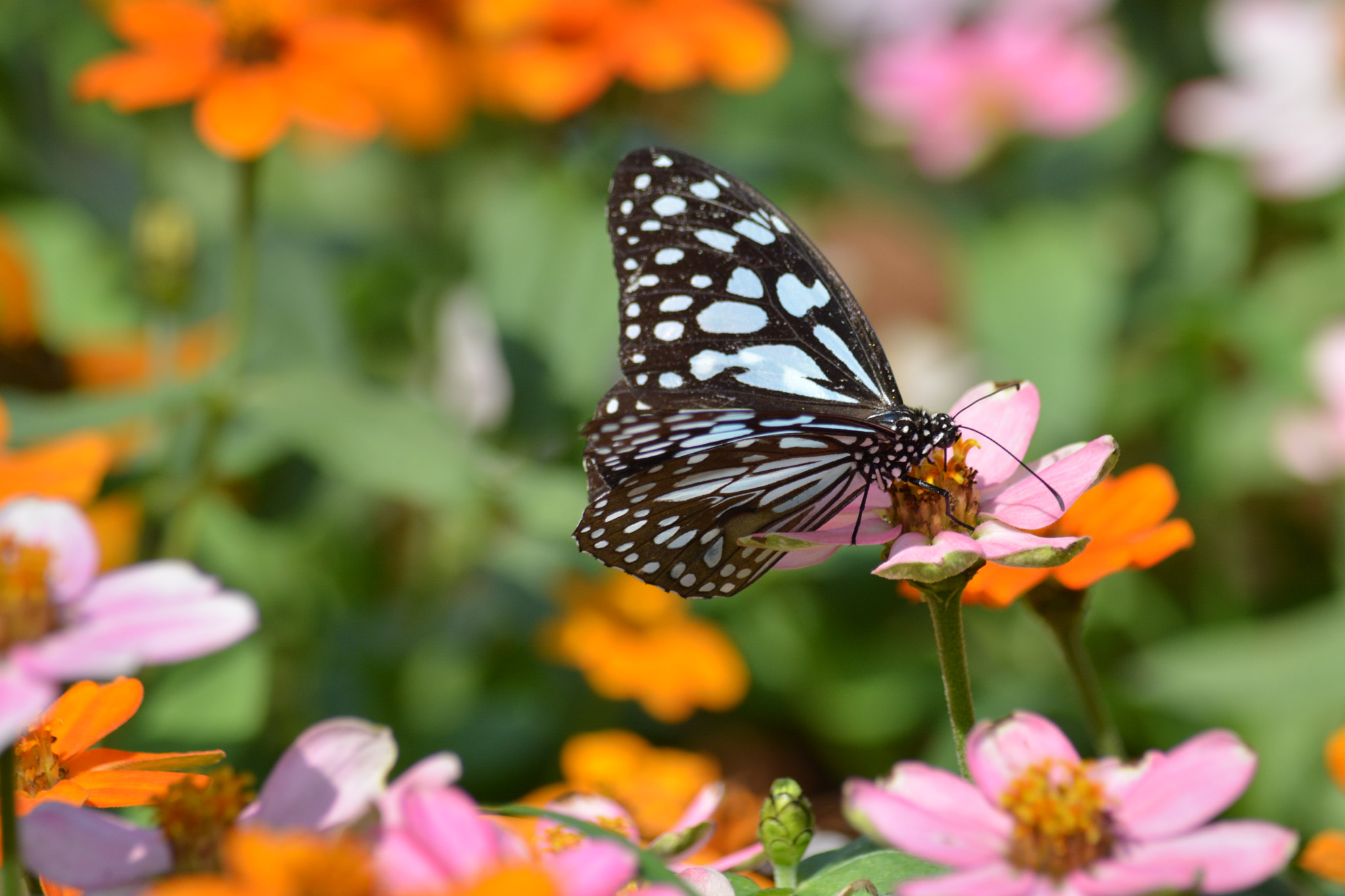 Nikon D5200 sample photo. Butterfly park. photography