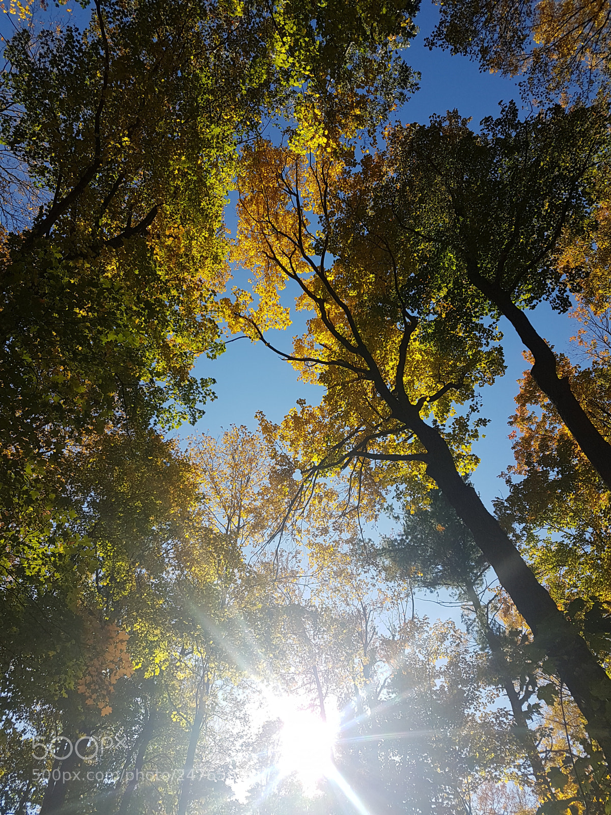 Samsung Galaxy S7 Edge sample photo. Autumn forest photography