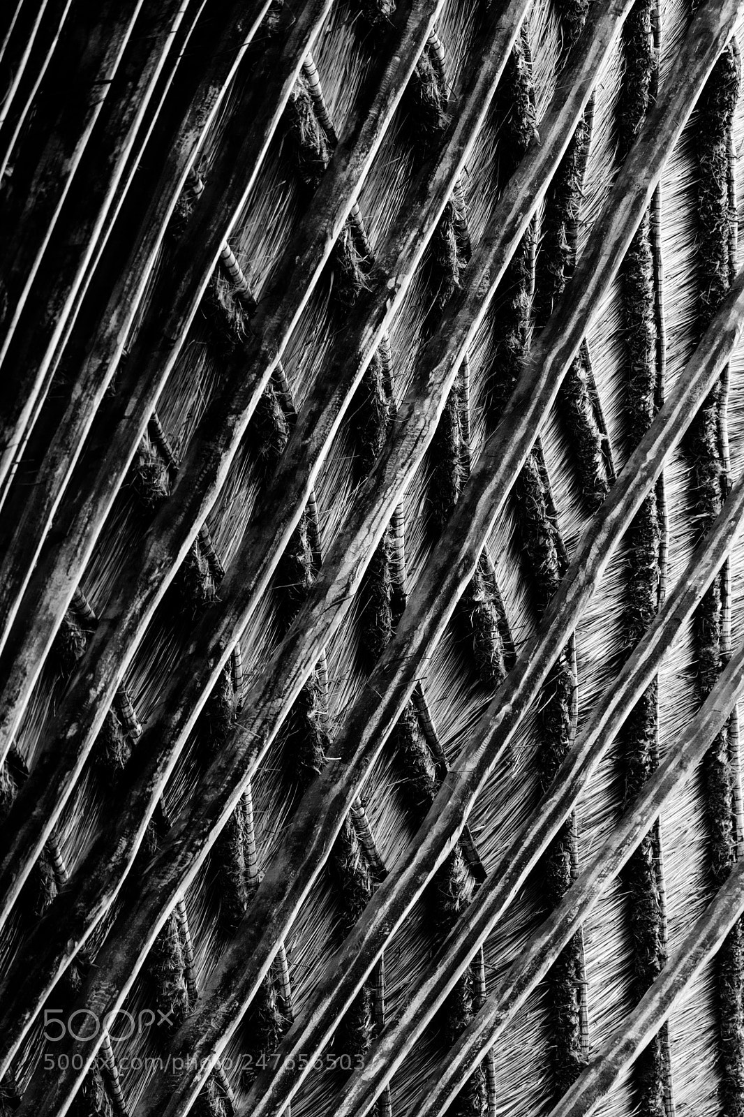 Nikon D3400 sample photo. Fish scales ceiling photography