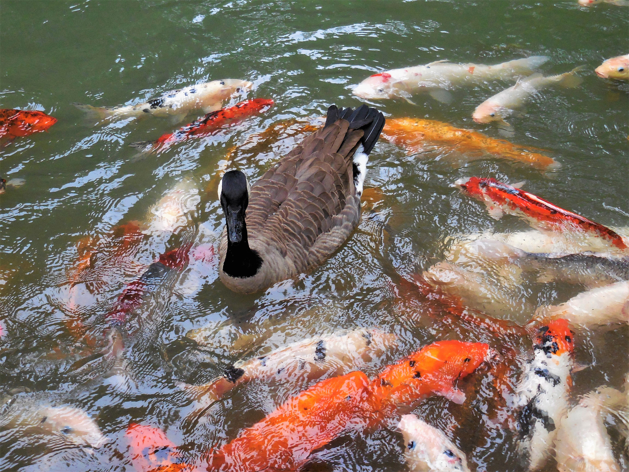 Nikon Coolpix S6800 sample photo. Goose with koi photography