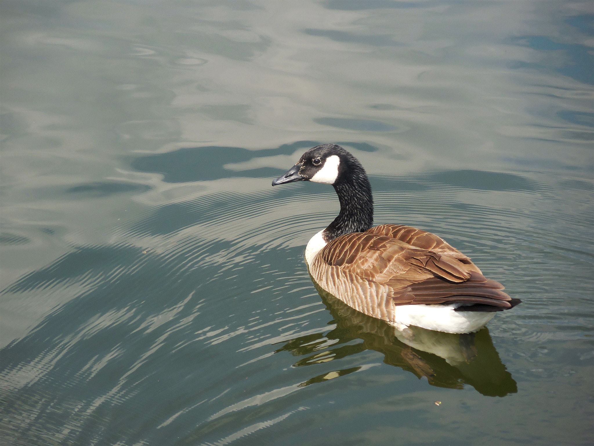 Nikon Coolpix S6800 sample photo. Goose photography