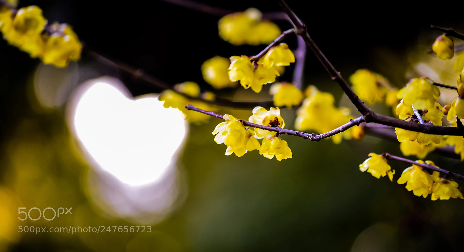 Nikon Df sample photo. The japanese allspice photography