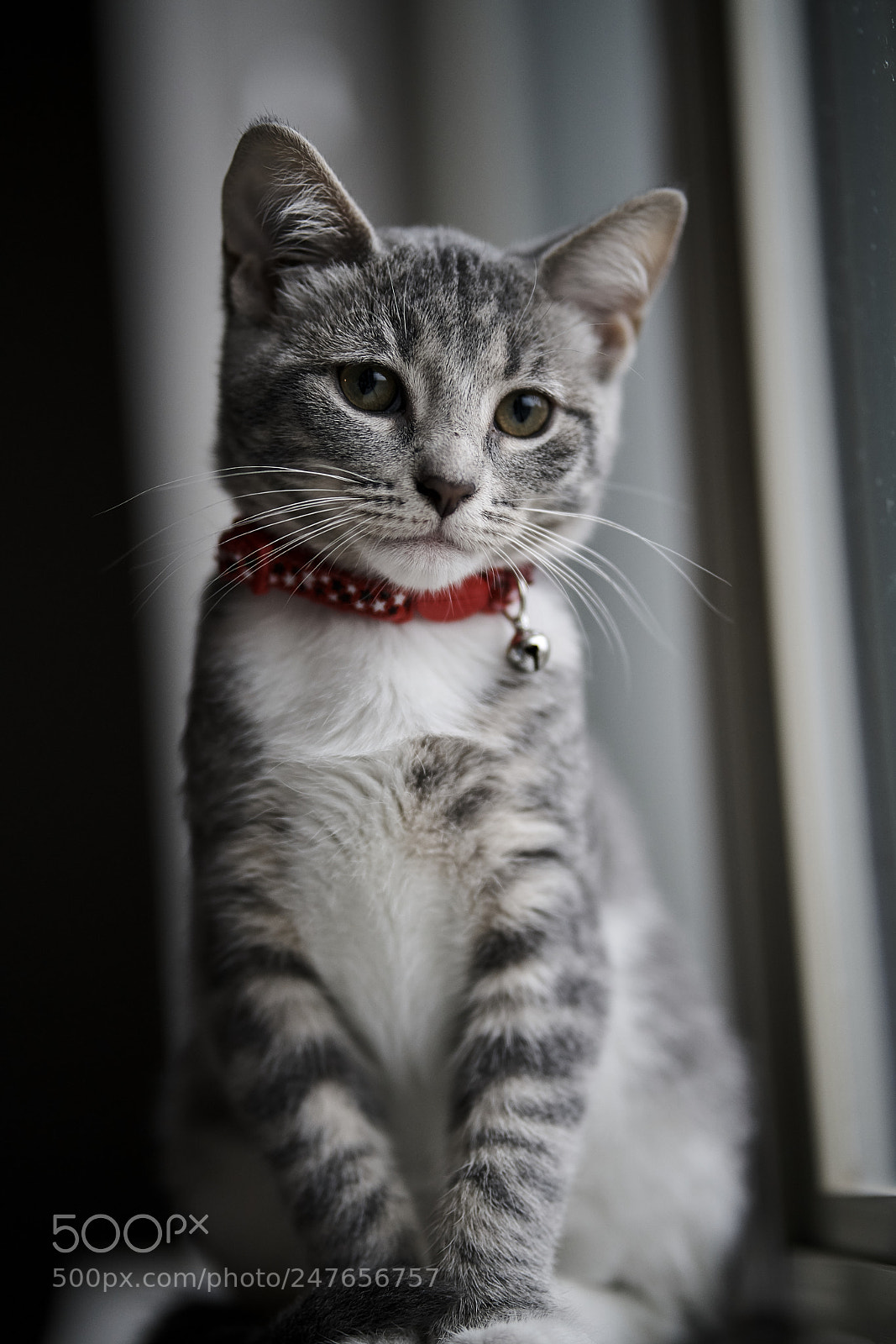 Sony a7R II sample photo. Lookin pretty photography