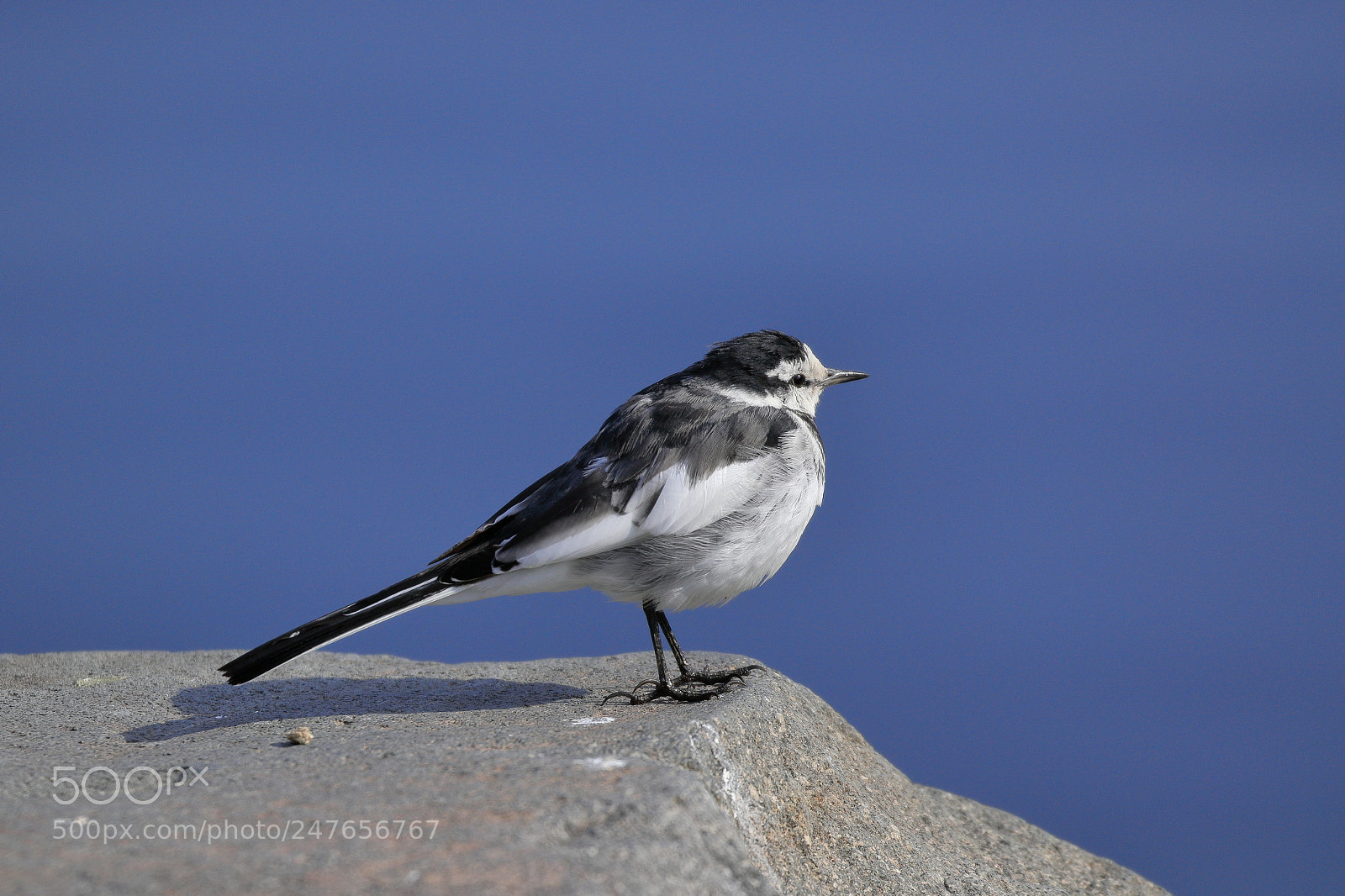 Canon EOS 7D Mark II sample photo. Blue sky 6001 photography