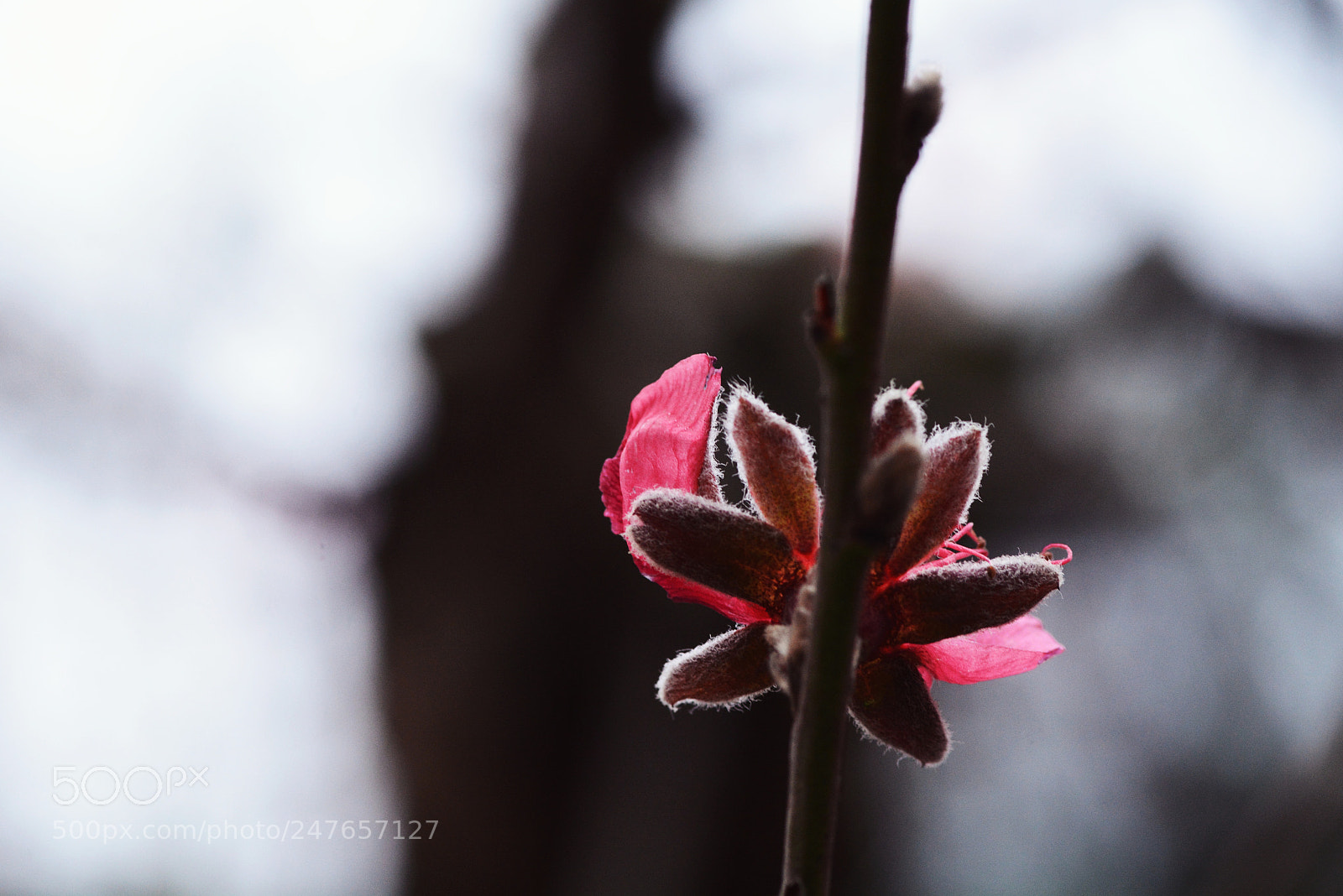 Nikon D7100 sample photo. Untitled photography