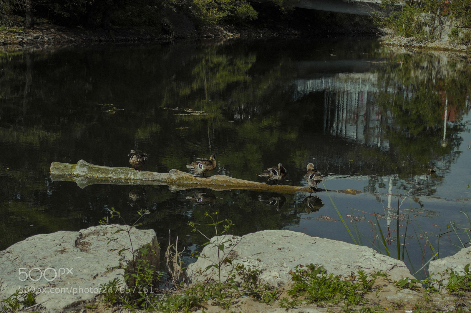 Nikon D3200 sample photo. Trillium park photography
