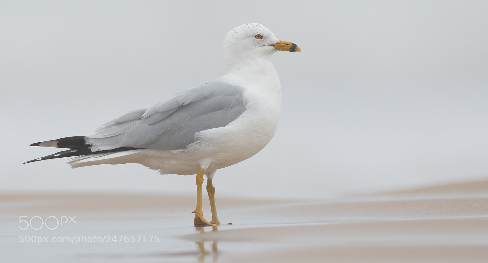 Canon EOS 7D Mark II sample photo. Ring-billed gull photography