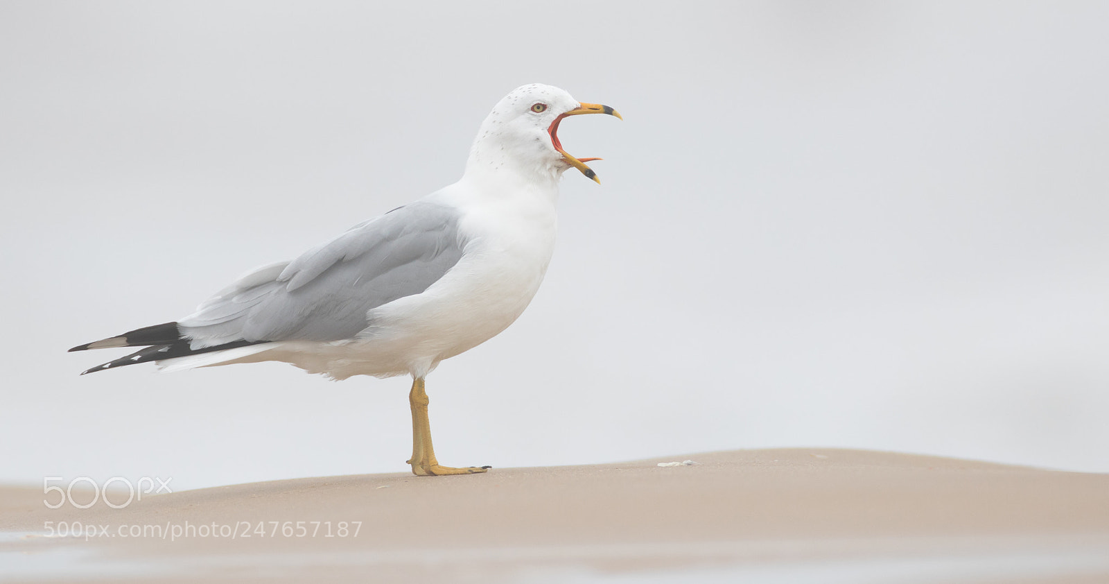 Canon EOS 7D Mark II sample photo. Ring-billed gull photography