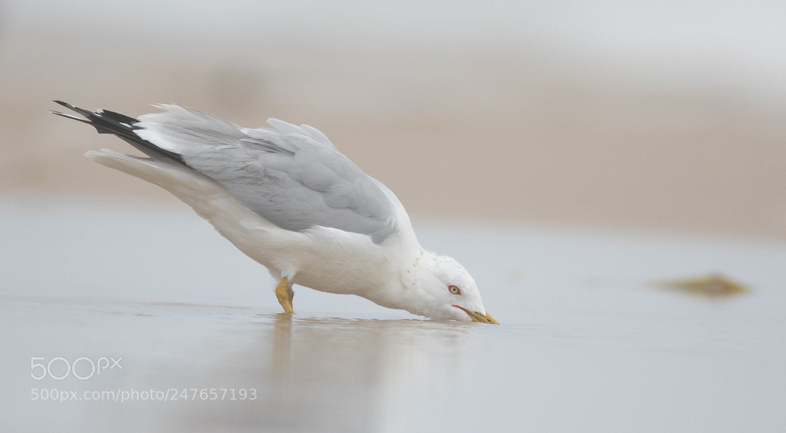 Canon EOS 7D Mark II sample photo. Ring-billed gull photography