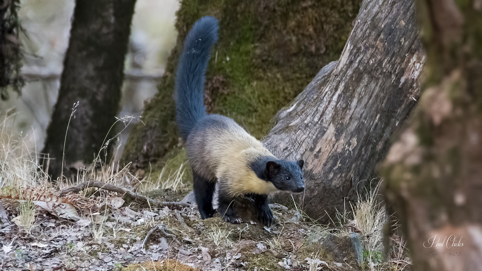 Nikon D500 sample photo. Yellow thorated marten photography