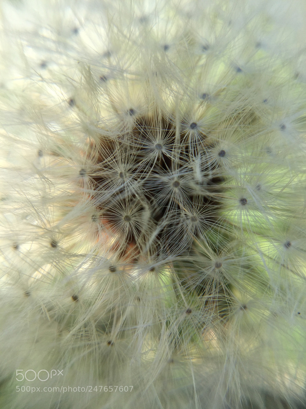 Apple iPad Air 2 sample photo. Closely zoomed in on photography