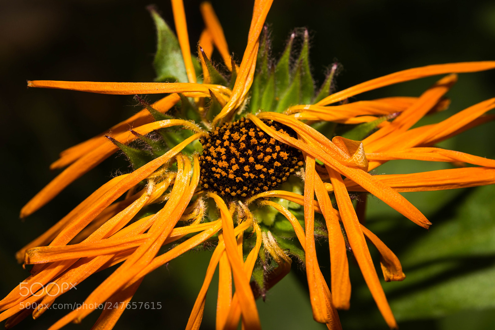Nikon D810 sample photo. 亂花漸欲迷人眼flower photography