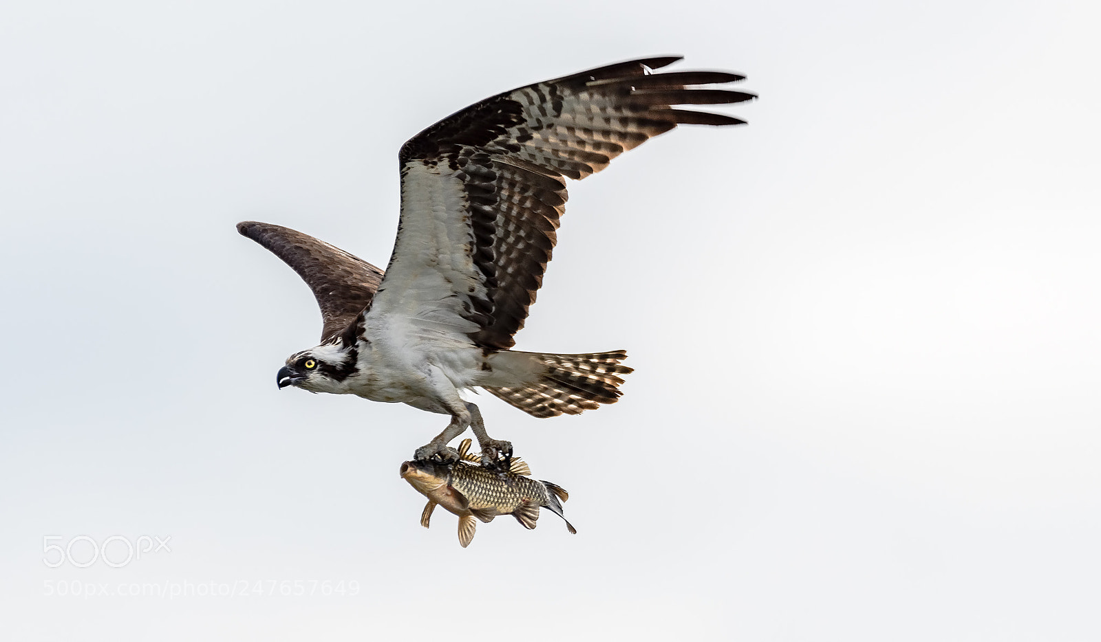 Nikon D500 sample photo. Catch of the day photography