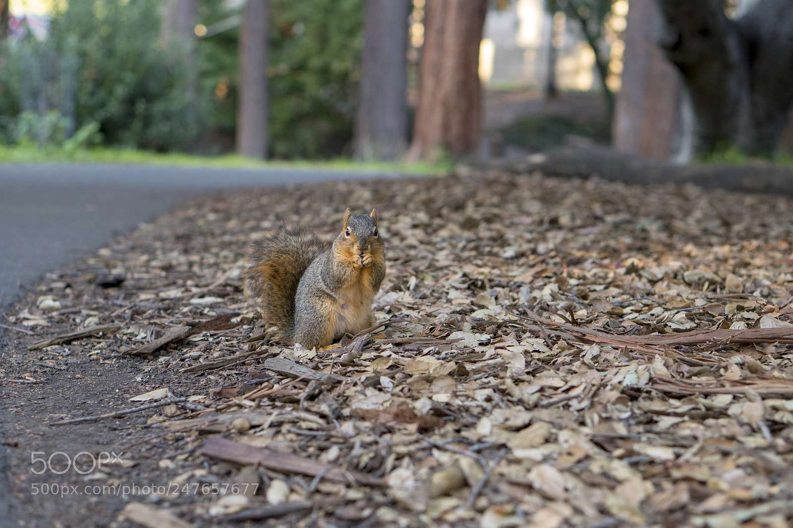 Sony a6500 sample photo. Snacking photography