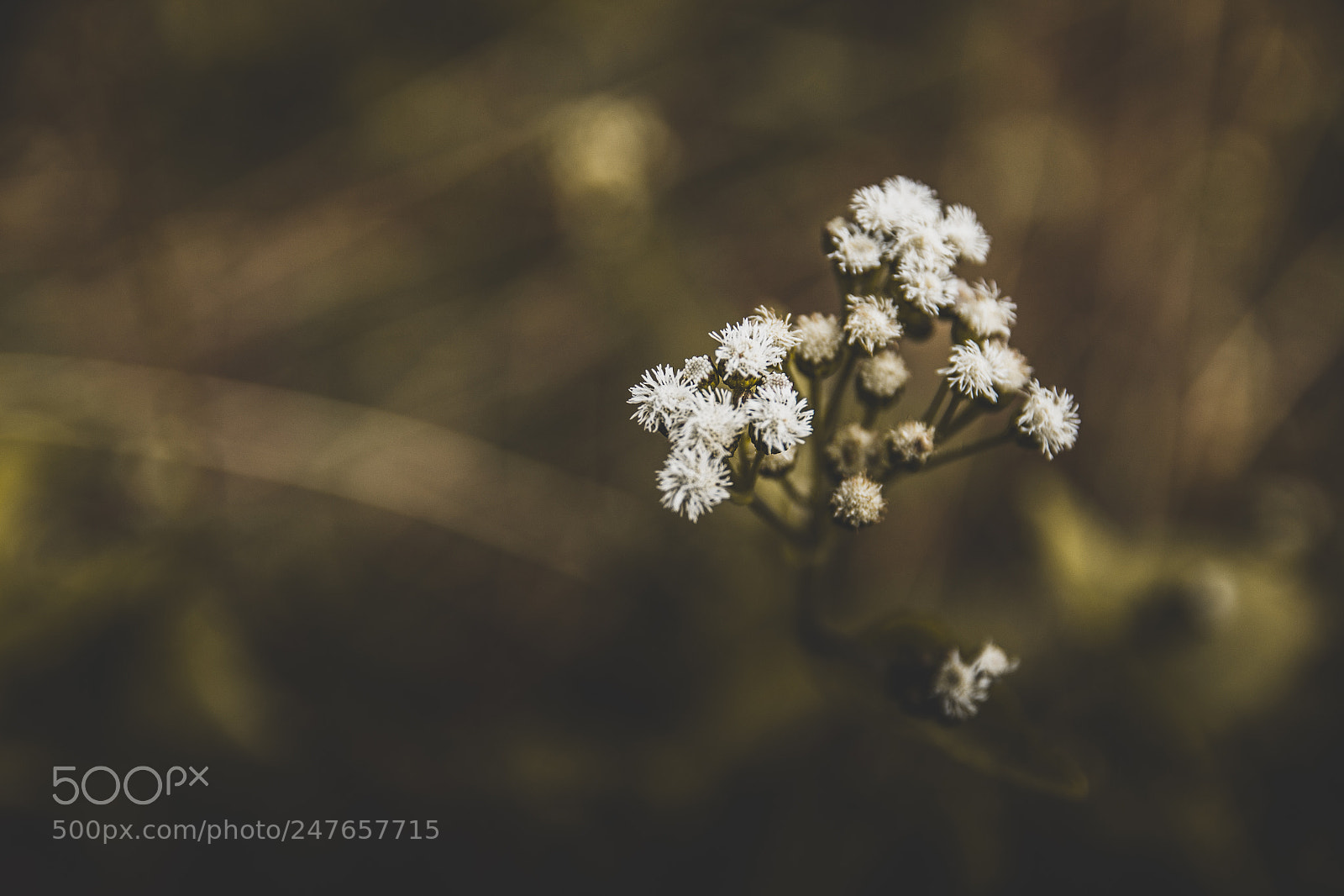 Canon EOS 650D (EOS Rebel T4i / EOS Kiss X6i) sample photo. White flower photography