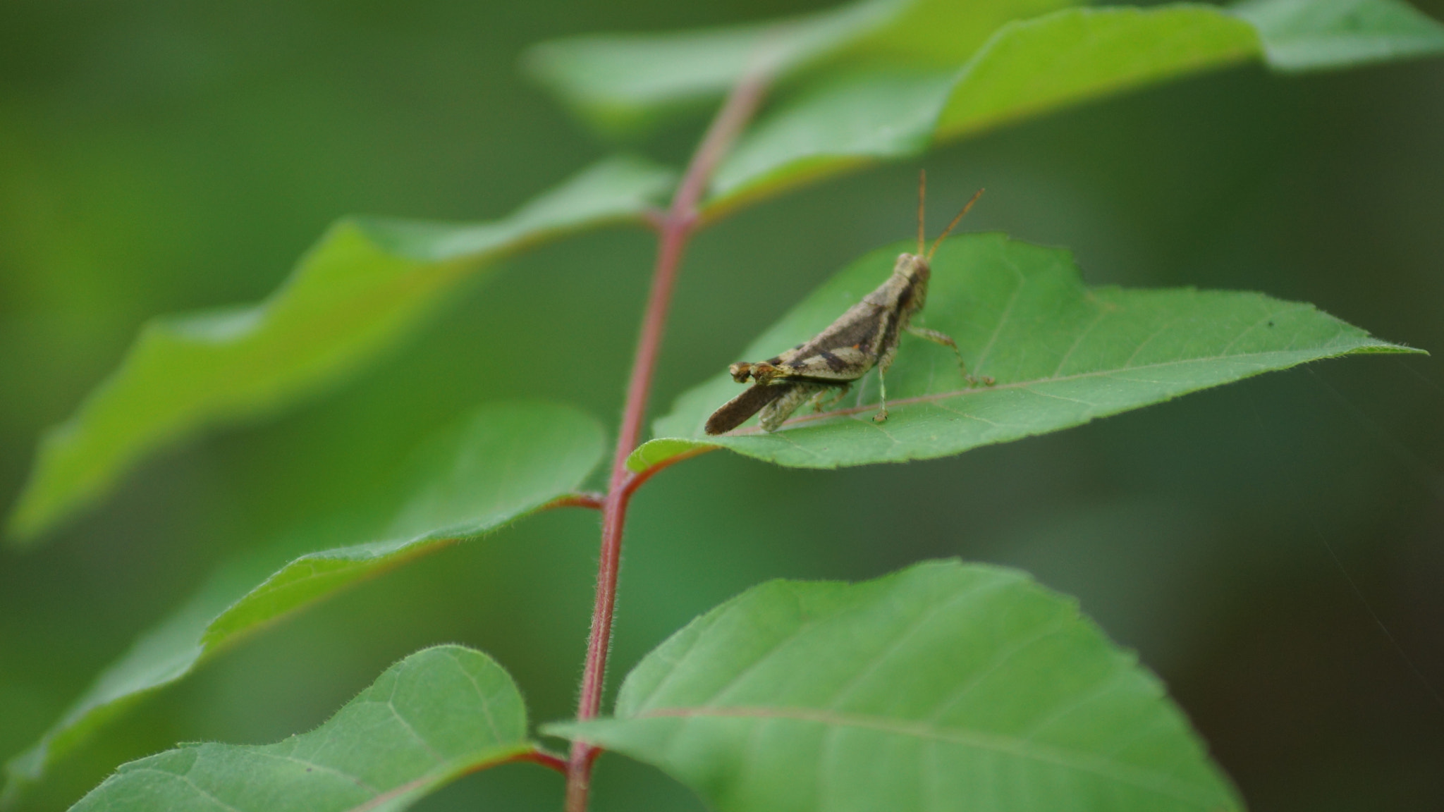 Sony SLT-A65 (SLT-A65V) sample photo. Green photography