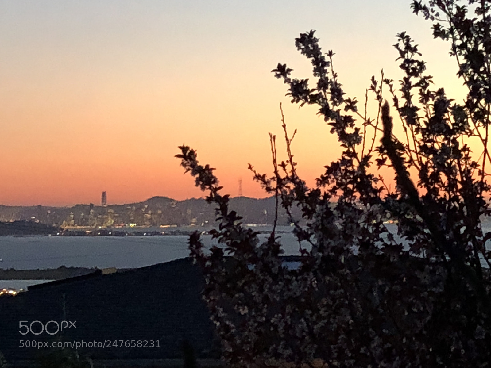Apple iPhone 8 Plus sample photo. Sf skyline from backyard photography