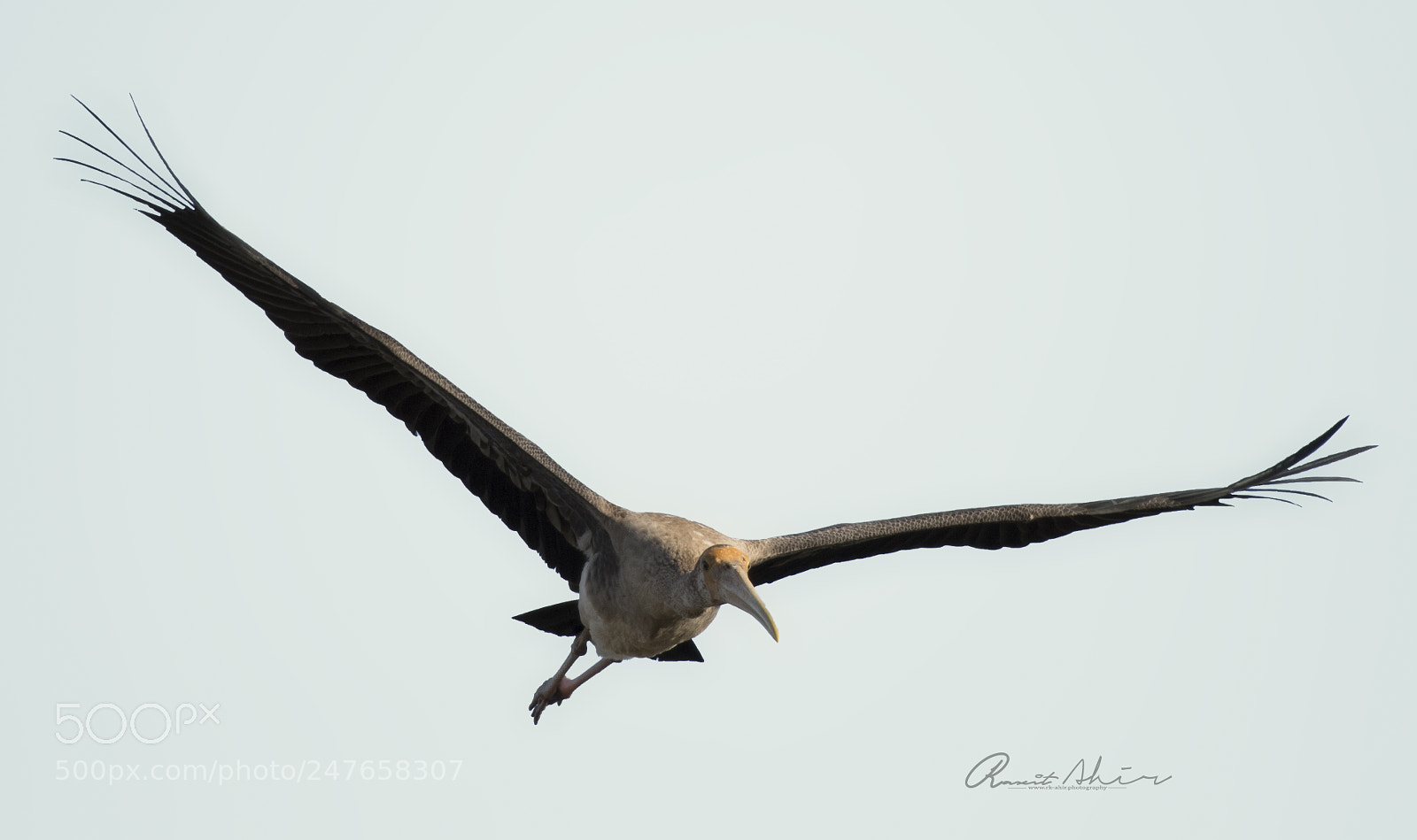 Nikon D500 sample photo. Big flight photography