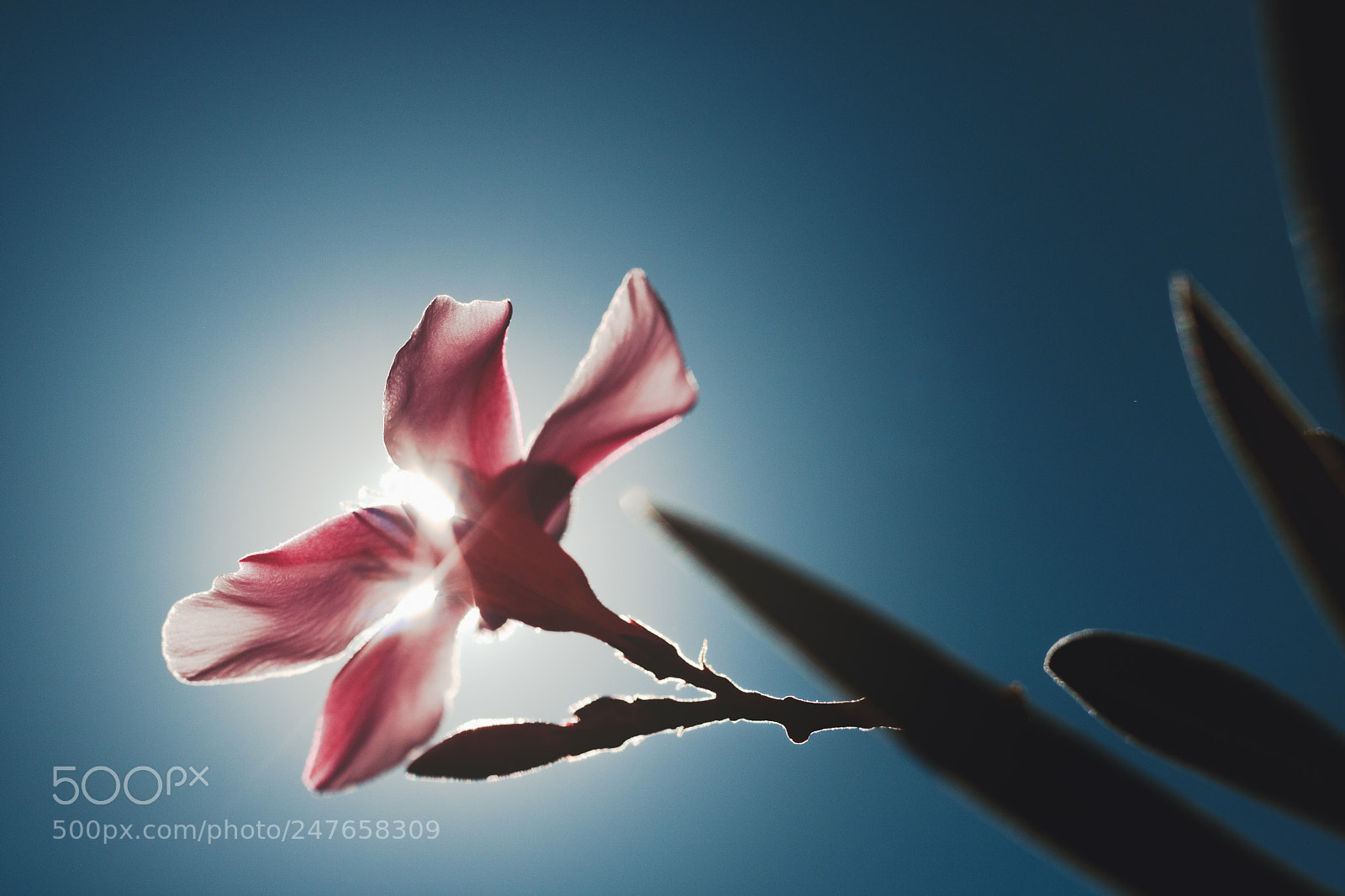 Canon EOS 750D (EOS Rebel T6i / EOS Kiss X8i) sample photo. Pink backlighting photography