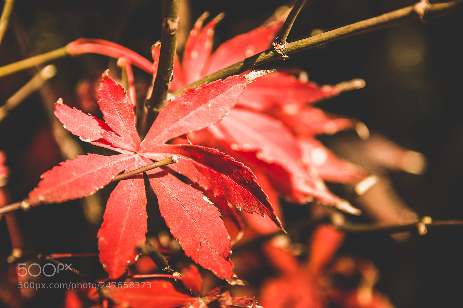 Canon EOS 650D (EOS Rebel T4i / EOS Kiss X6i) sample photo. Red flower photography