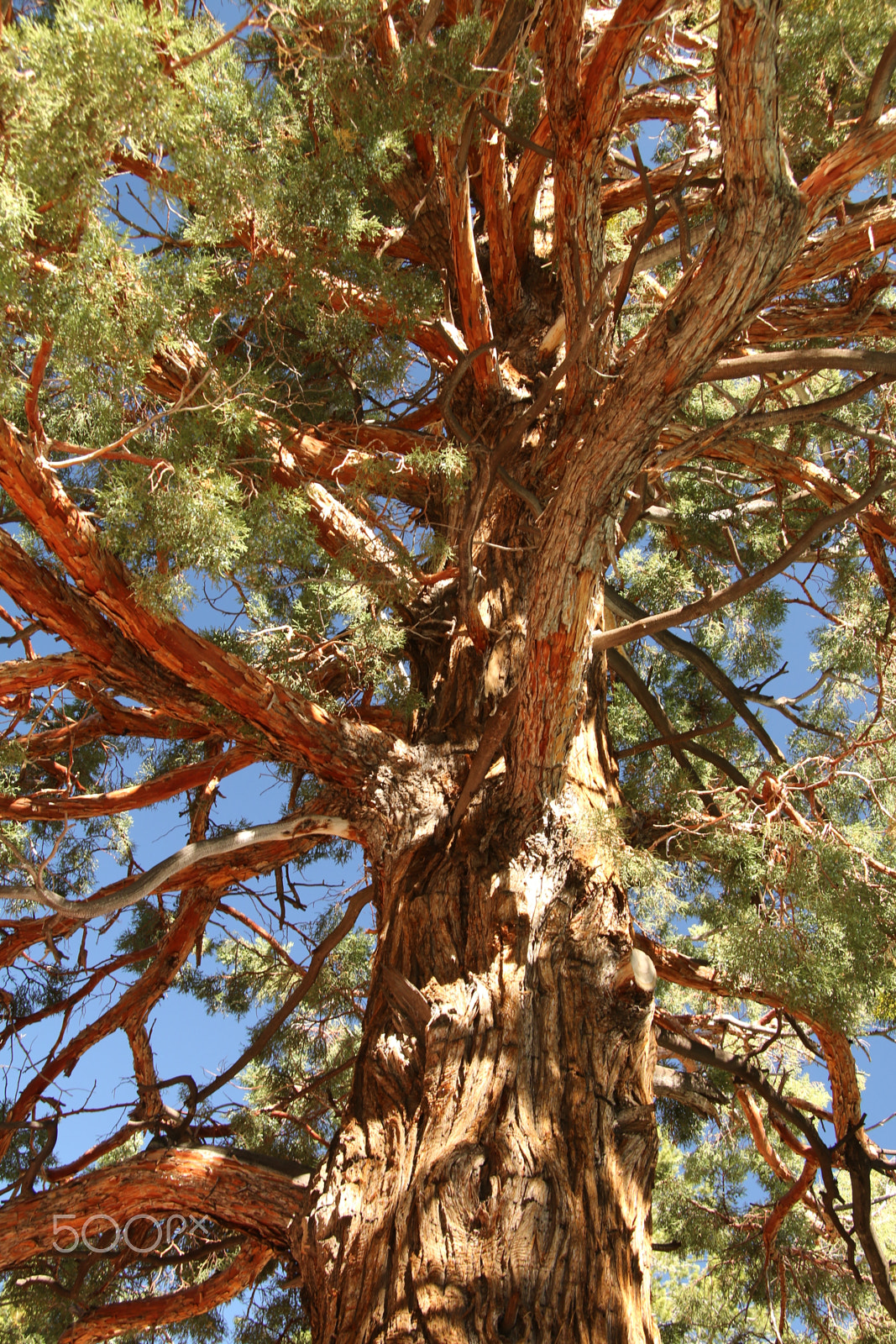 Canon EF-S 17-85mm F4-5.6 IS USM sample photo. Knoted tree trunk photography