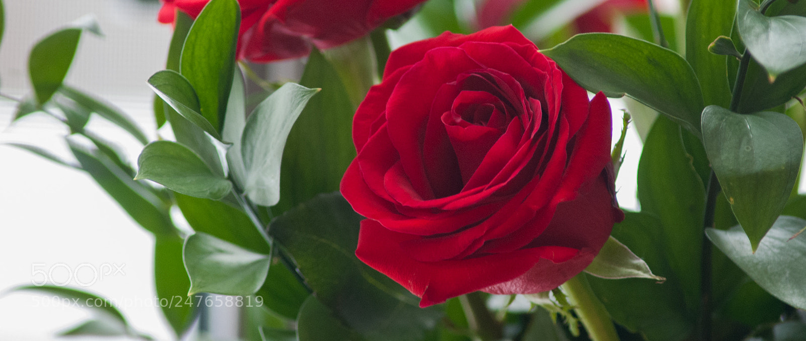 Nikon D200 sample photo. A rose is... photography