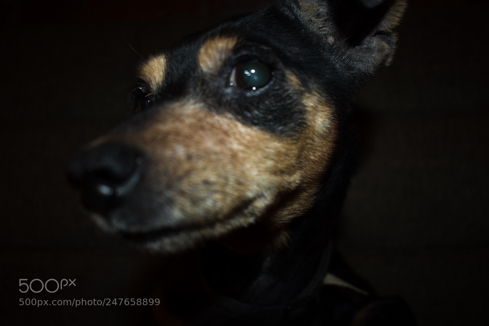 Nikon D3400 sample photo. On the couch photography