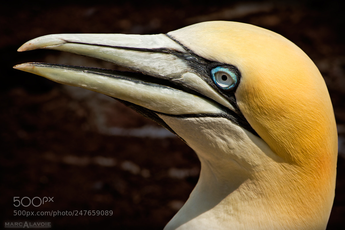 Pentax K-3 sample photo. Bonaventure gannet portrait photography