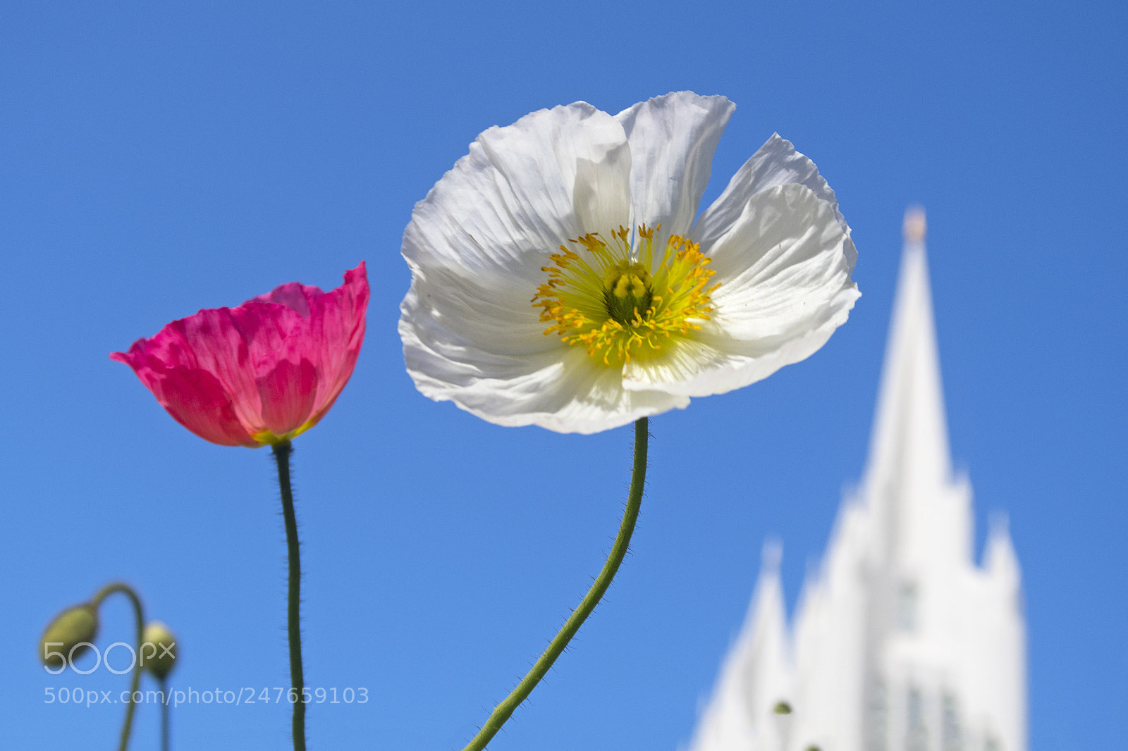 Canon PowerShot G7 X Mark II sample photo. Corn poppy photography