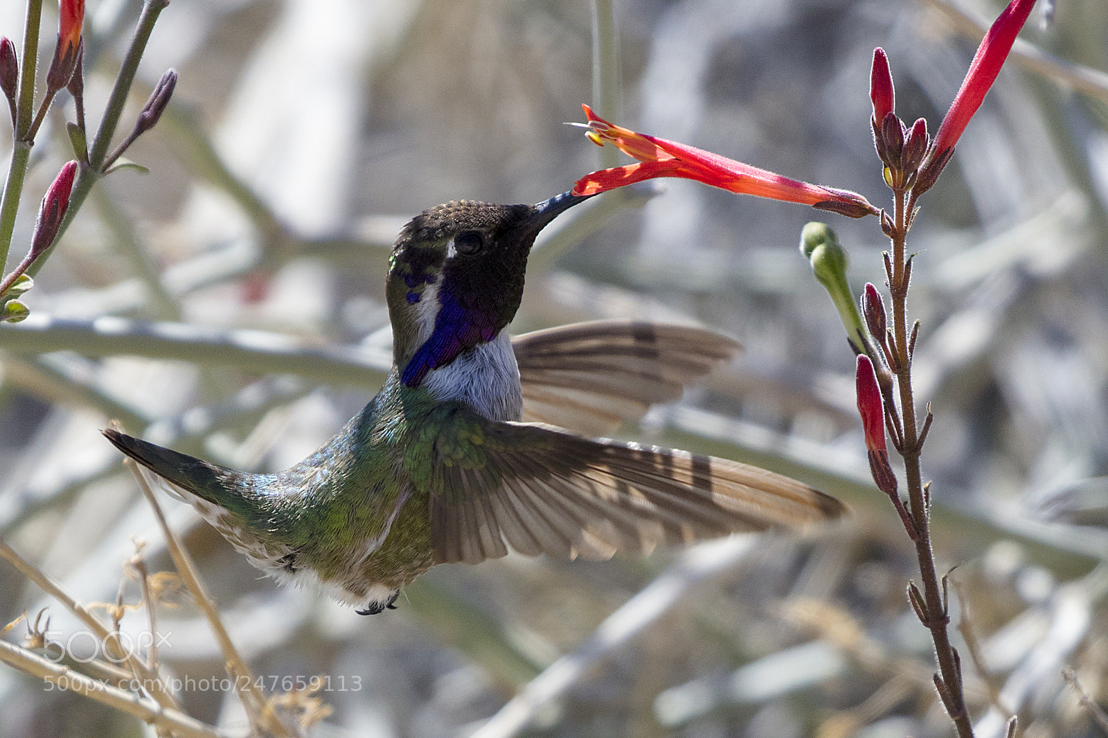 Canon EOS 5DS sample photo. Costa's hummingbird photography