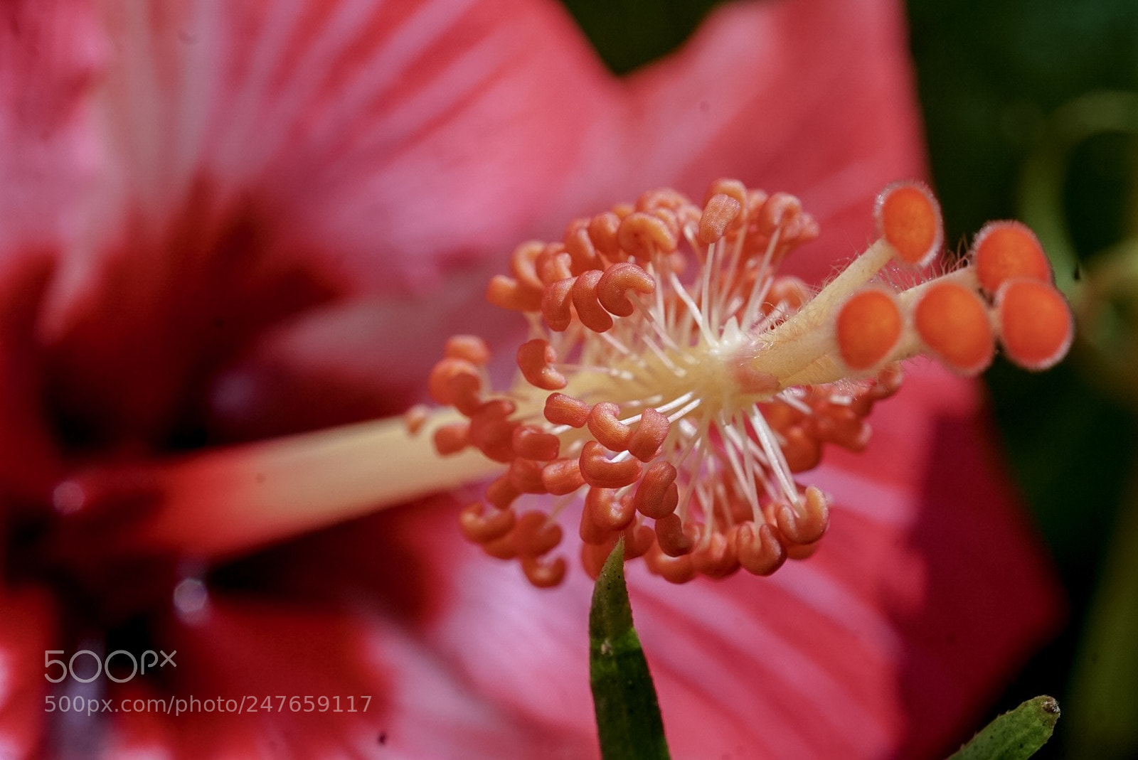 Sony a5100 sample photo. It’s about details photography