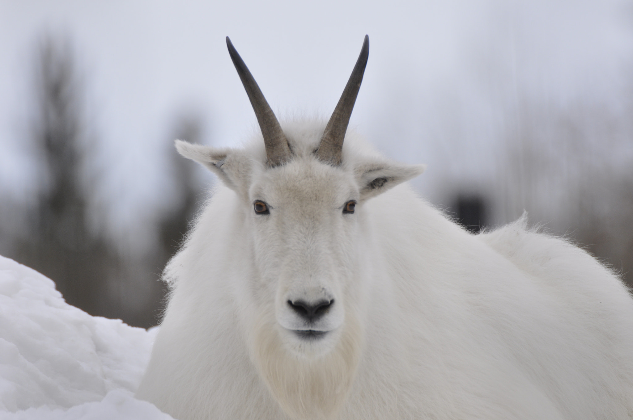 Nikon D90 sample photo. Mountain goat photography