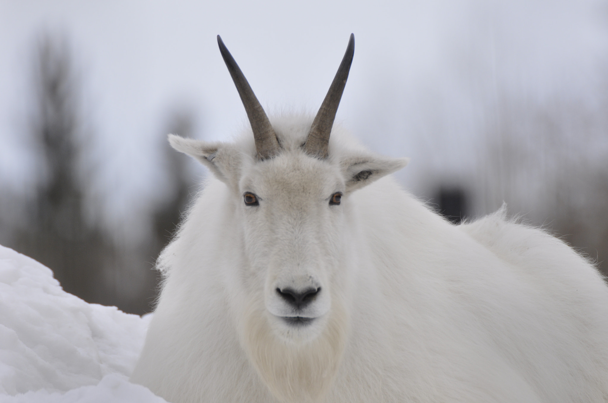 Sigma APO 170-500mm F5-6.3 Aspherical RF sample photo. Mountain goat photography