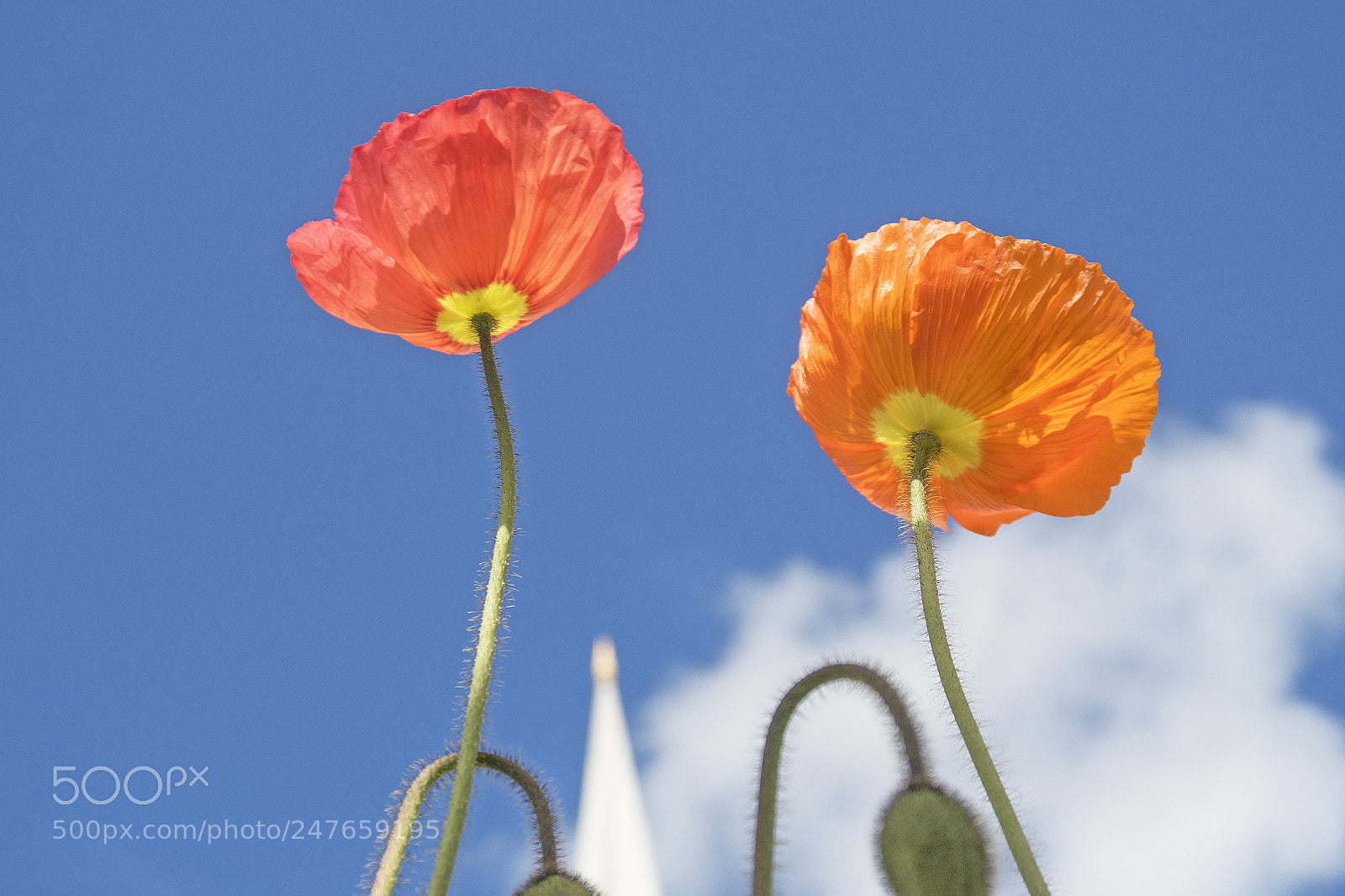 Canon PowerShot G7 X Mark II sample photo. Corn poppy photography