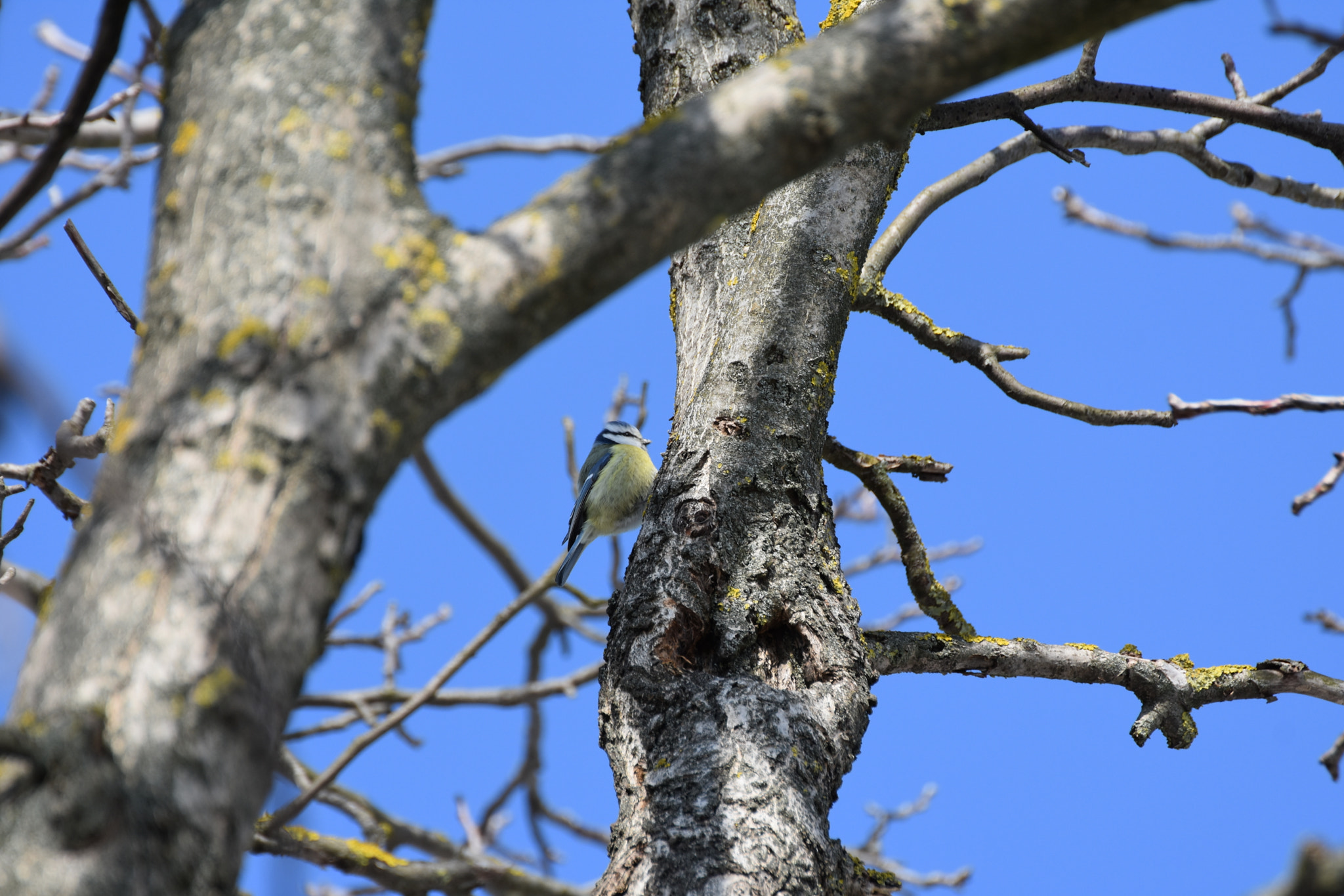 Nikon D3400 sample photo. Little bird photography