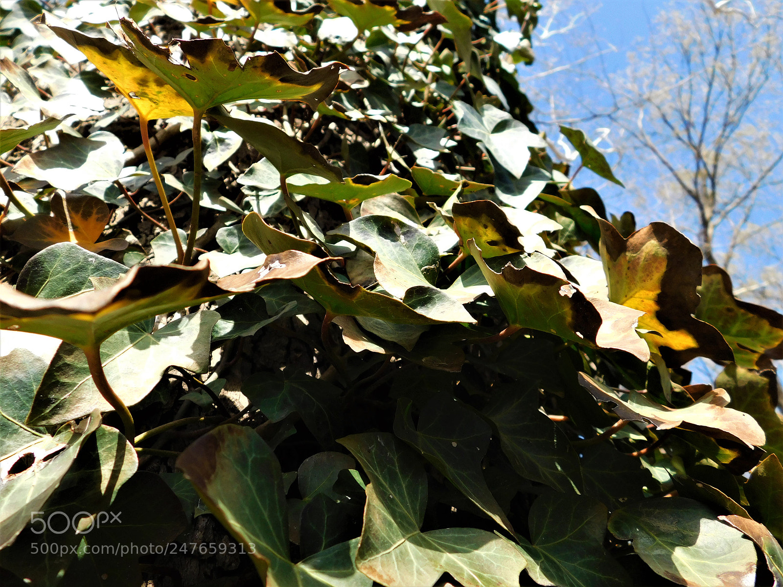Nikon Coolpix B500 sample photo. Vines photography