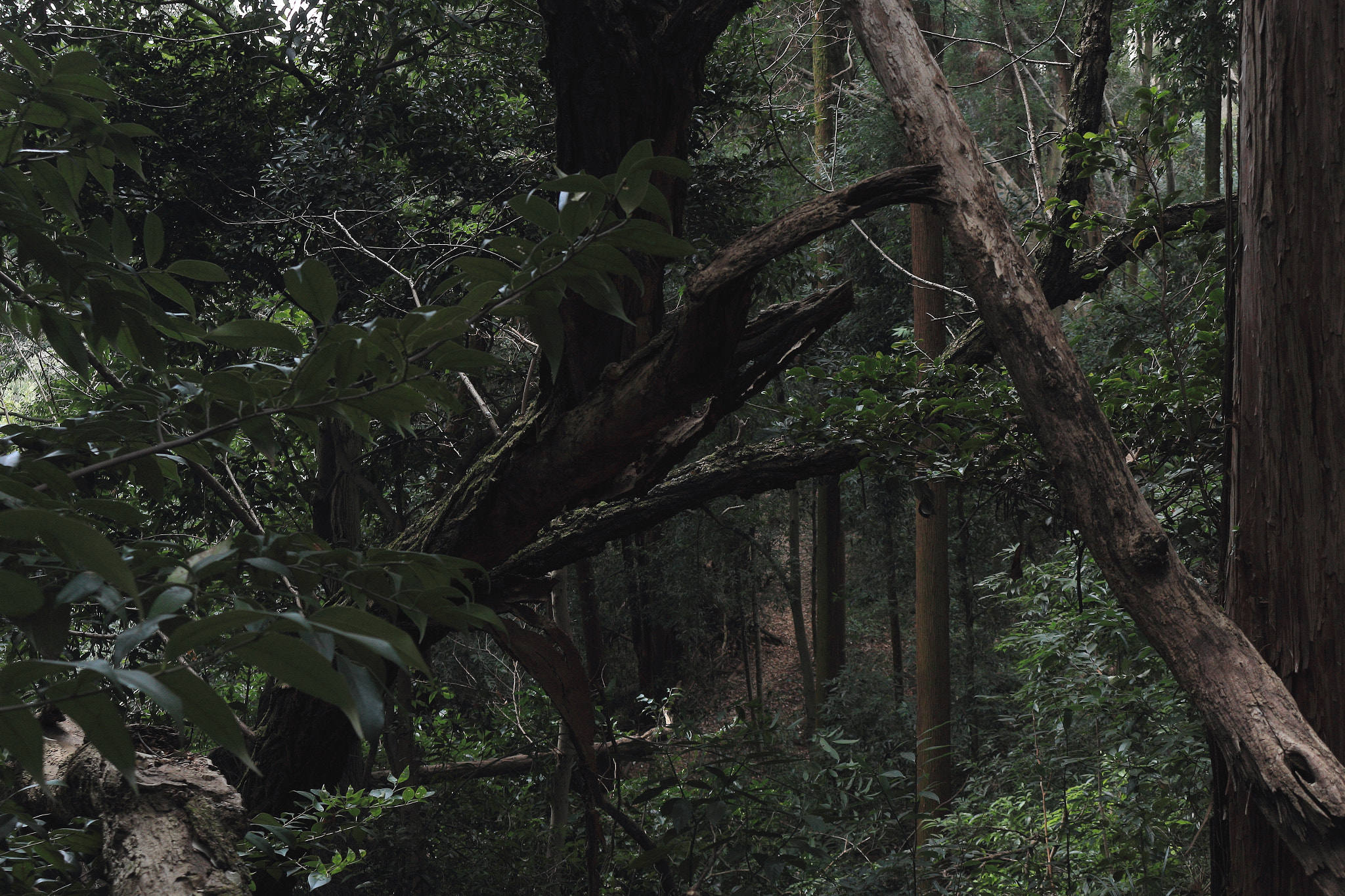 Canon EOS 100D (EOS Rebel SL1 / EOS Kiss X7) sample photo. Go down to the left and flowing to the right photography
