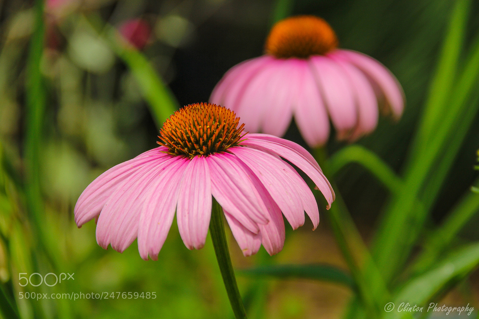 Canon EOS 600D (Rebel EOS T3i / EOS Kiss X5) sample photo. Wherever life plants you photography
