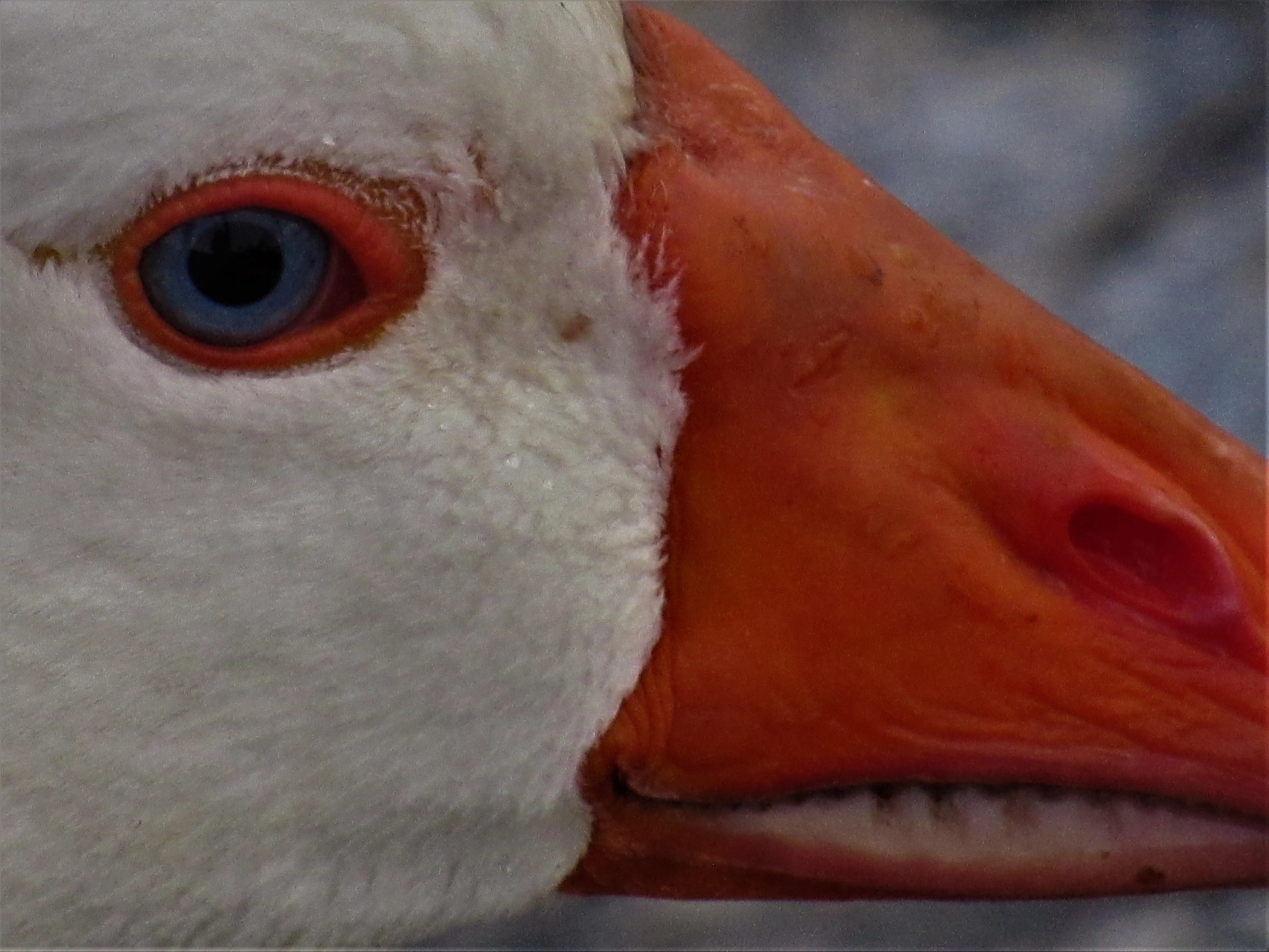 Canon PowerShot SX600 HS sample photo. Duck photography