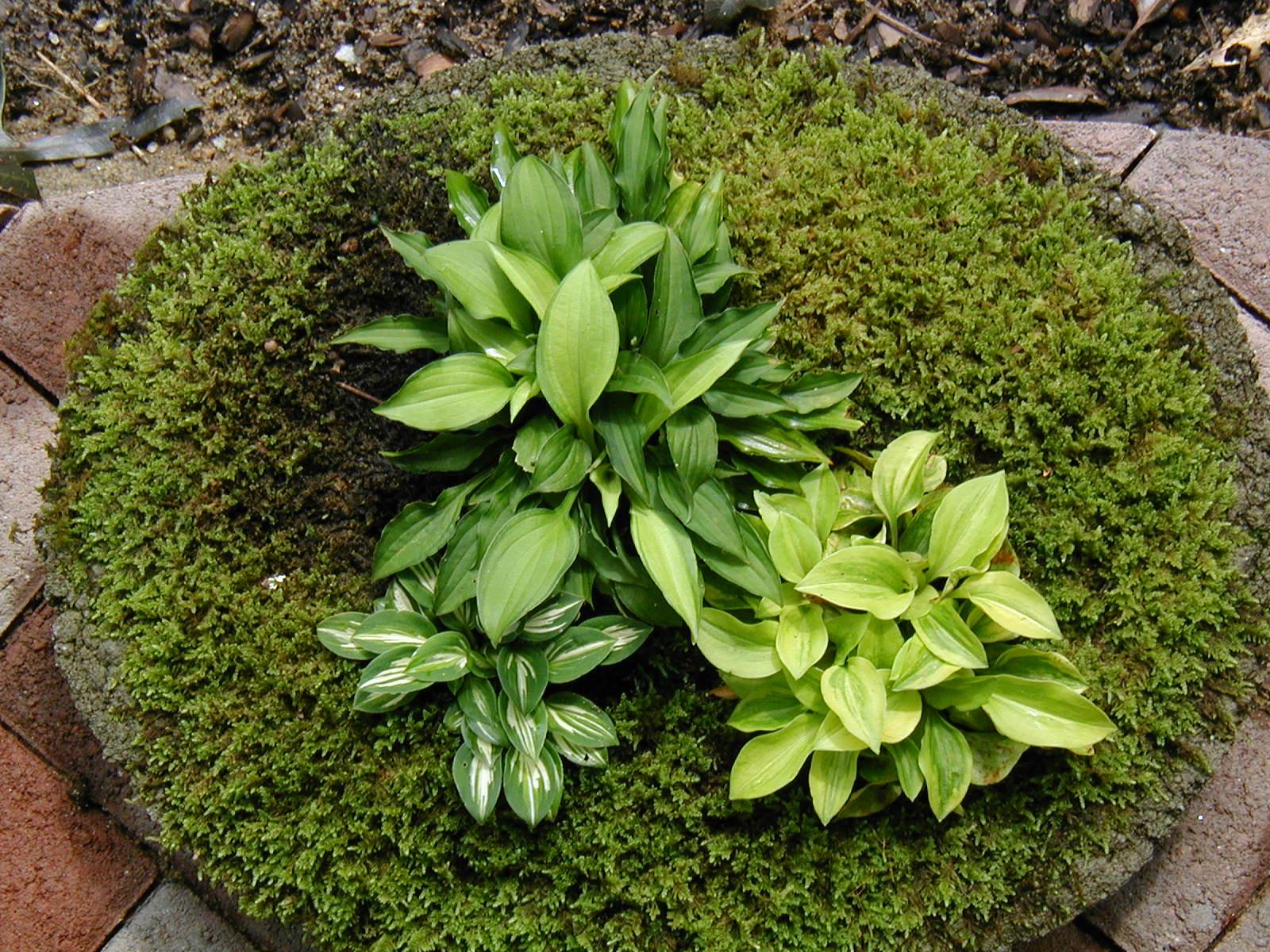 Olympus C990Z,D490Z sample photo. Miniature and giant hostas plants for sale in atla photography
